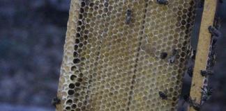 Ataque de abejas en Sayula