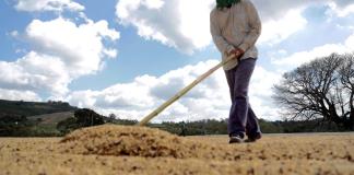 Sin acuerdo con autoridades, 3 de cada 10 agricultores de Jalisco están en riesgo de no sembrar