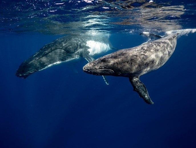 La menopausia explica por qué algunas ballenas viven tanto tiempo