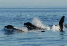 La menopausia explica por qué algunas ballenas viven tanto tiempo