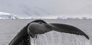 Tras la huella digital de las ballenas jorobadas para su conservación