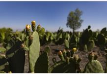Tetelco, el pueblo de México que logra rescatar al campo sin necesidad de agroquímicos