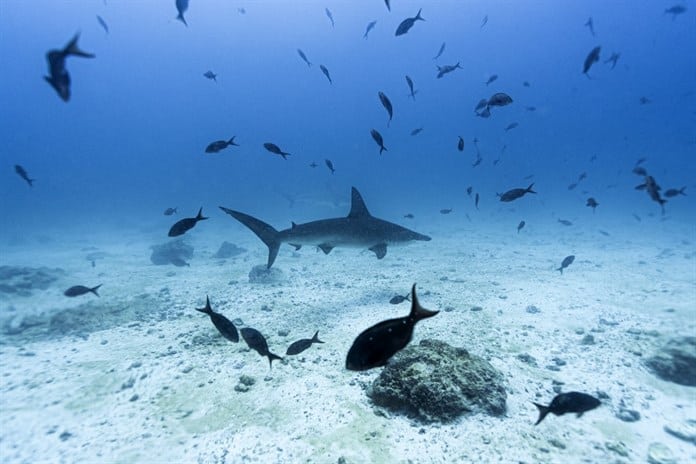 Galápagos, paraíso en riesgo y modelo de conservación de los océanos