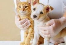 Cabildo de Poncitlán aprueba creación de registro de mascotas domésticas