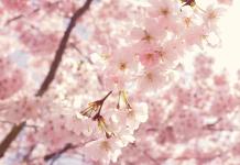 Los cerezos de Washington florecen antes de tiempo por el cambio climático