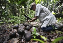La castaña o nuez amazónica, la otra víctima de la deforestación en Bolivia
