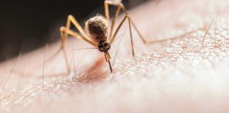 Lava, tapa y tira las principales acciones contra el dengue en estas vacaciones 