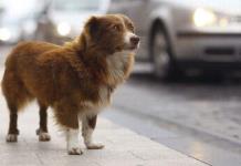 Advierte Unidad de Protección Animal Ocotlán por aumento en extravío de perros