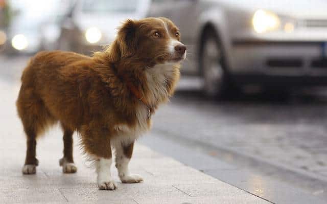 Advierte Unidad de Protección Animal Ocotlán por aumento en extravío de perros