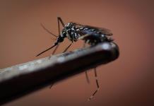 En medio de un nuevo brote de dengue, la OMS aprueba nueva vacuna contra esa enfermedad