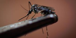 En medio de un nuevo brote de dengue, la OMS aprueba nueva vacuna contra esa enfermedad