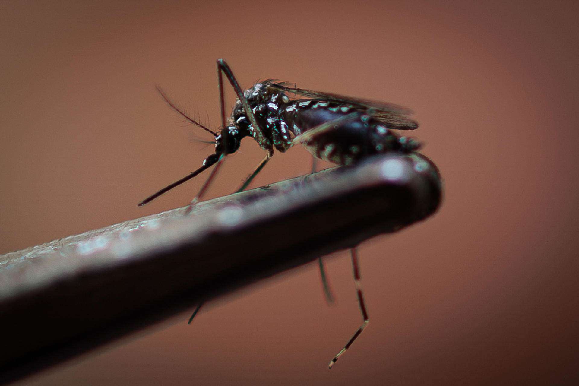 La OMS lanza un plan global para combatir el dengue, que amenaza con extenderse a Europa