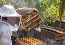 Mujeres indígenas luchan contra la crisis climática al salvar abejas en el sur de México