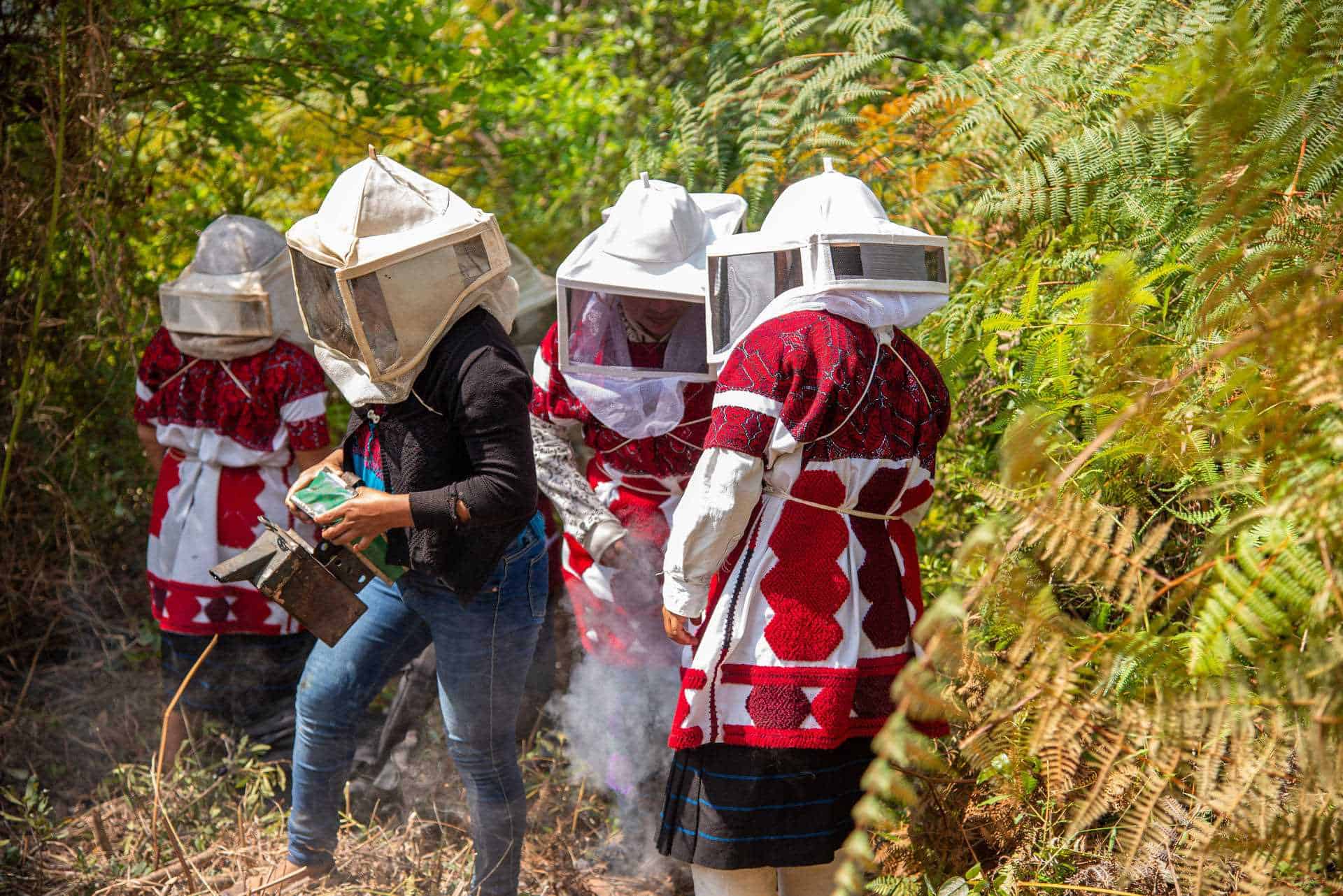 Mujeres indígenas luchan contra la crisis climática al salvar abejas en el sur de México