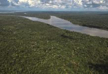 Brasil y Colombia ayudaron a reducir la devastación de los bosques tropicales en 2023