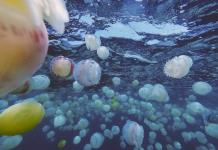 Brote de medusas inquieta a pueblo pesquero de Venezuela