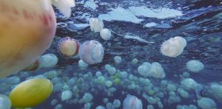 Brote de medusas inquieta a pueblo pesquero de Venezuela