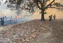 Incendio en la Primavera afectó 390 hectáreas