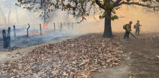 Incendio en la Primavera afectó 390 hectáreas
