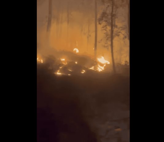 Incendio forestal en Tamazula cobra casi 4 mil hectáreas