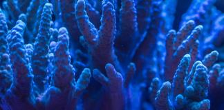 El mundo sufre un nuevo episodio masivo de blanqueamiento de corales