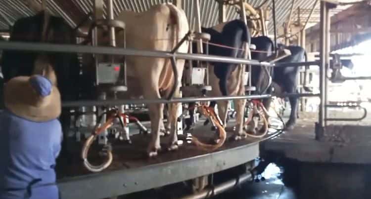 Productoras de leche en Zapotlanejo, en crisis porque ya no les compran