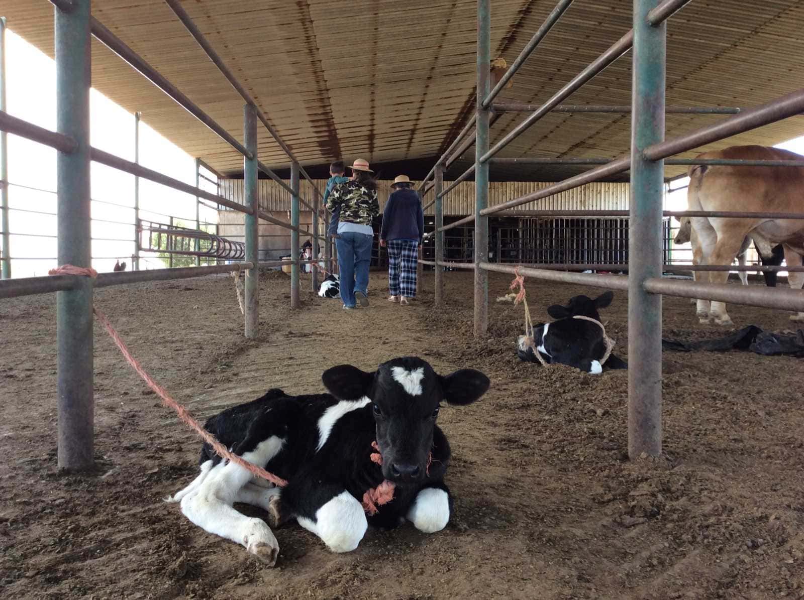 Productoras de leche en Zapotlanejo, en crisis porque ya no les compran