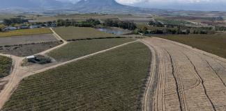 En Sudáfrica reorganizan viñedos para salvarlos del cambio climático