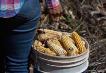Precios internacionales del maíz ponen en jaque a productores de Jalisco