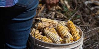 Precios internacionales del maíz pone en jaque a productores de Jalisco