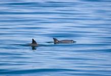 El Gobierno de México hará un conteo de la vaquita marina en el golfo de California