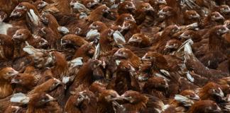 La transmisión de la gripe aviar al hombre es una gran preocupación, advierte la OMS