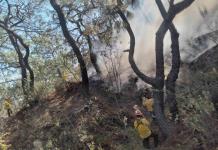 Detienen a mujer por provocar incendio en el Bosque La Primavera