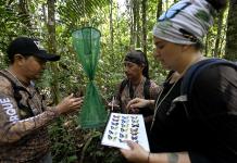 Mariposas, las joyas aladas para biólogas de Ecuador que miden el cambio climático