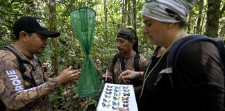 Mariposas, las joyas aladas para biólogas de Ecuador que miden el cambio climático