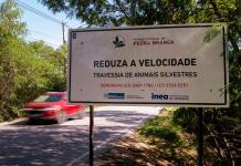 Atención, tapir en la vía: salvar animales con IA en las carreteras de Brasil