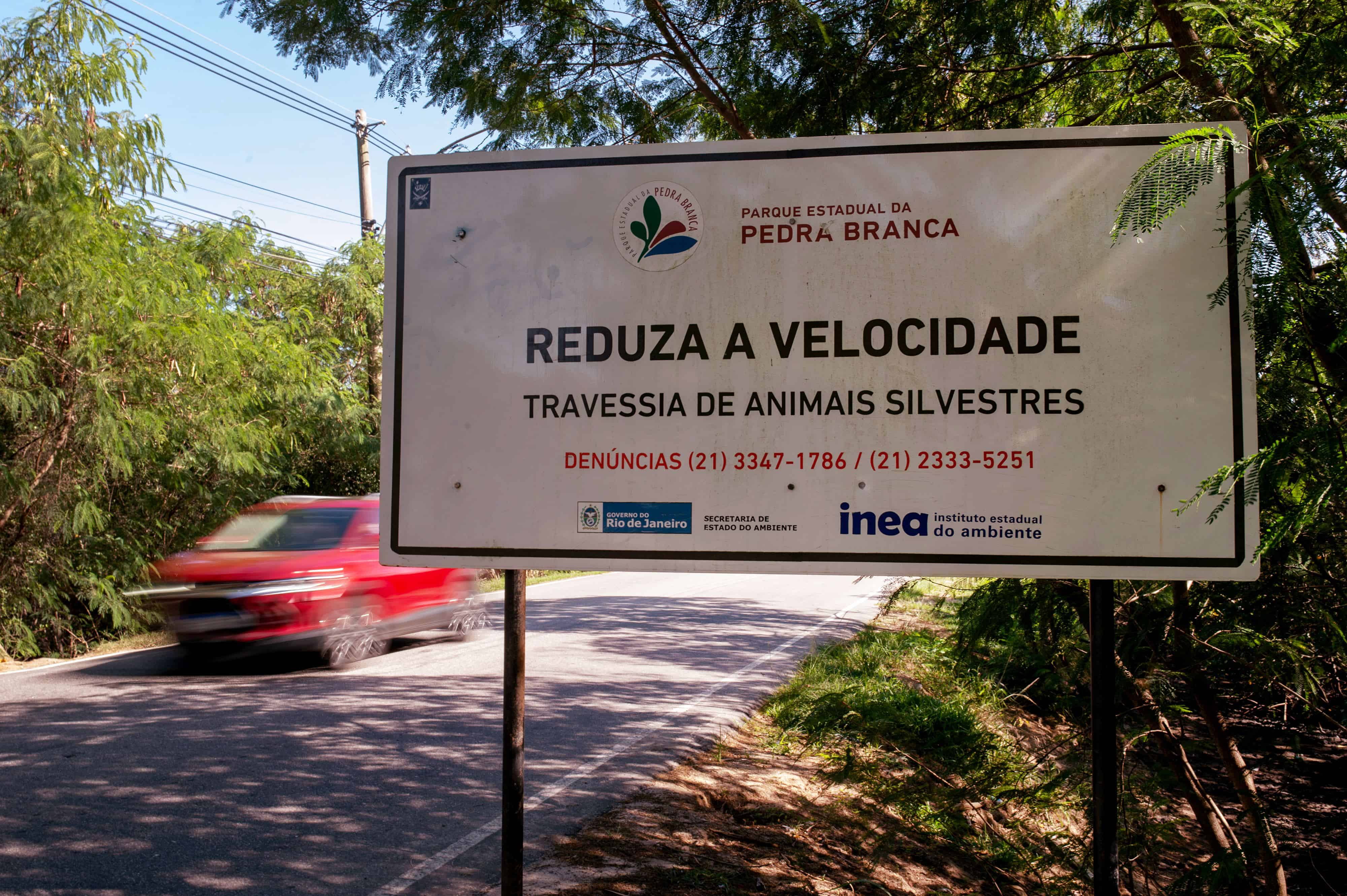 Atención, tapir en la vía: salvar animales con IA en las carreteras de Brasil
