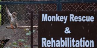 Un viejo zoo de Pakistán se transforma en un centro para salvar a animales maltratados