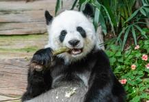 Exposición fotográfica permite a los mexicanos conocer Sichuan y a su carismático habitante, el oso panda