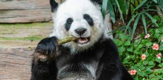 Exposición fotográfica permite a los mexicanos conocer Sichuan y a su carismático habitante, el oso panda