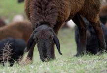 Ovejas gigantes ayudan a Tayikistán a luchar contra el cambio climático