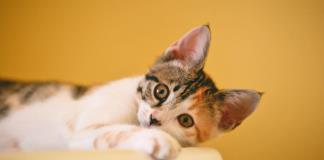Gato viajó cientos de kilómetros hasta un almacén de Amazon en EEUU
