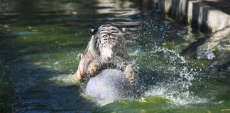 Sangre helada, piscina y abstinencia sexual para proteger del calor a las fieras de zoológico filipino