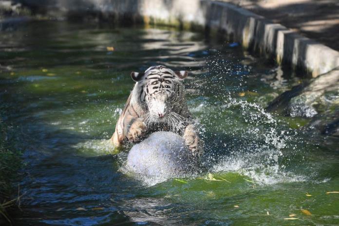 Sangre helada, piscina y abstinencia sexual para proteger del calor a las fieras de zoológico filipino Sangre helada, piscina y abstinencia sexual para proteger del calor a las fieras de zoológico filipino
