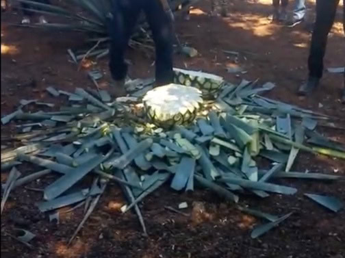 Productores que apostaron a siembra de agave en Jalisco resienten desplome en precio
