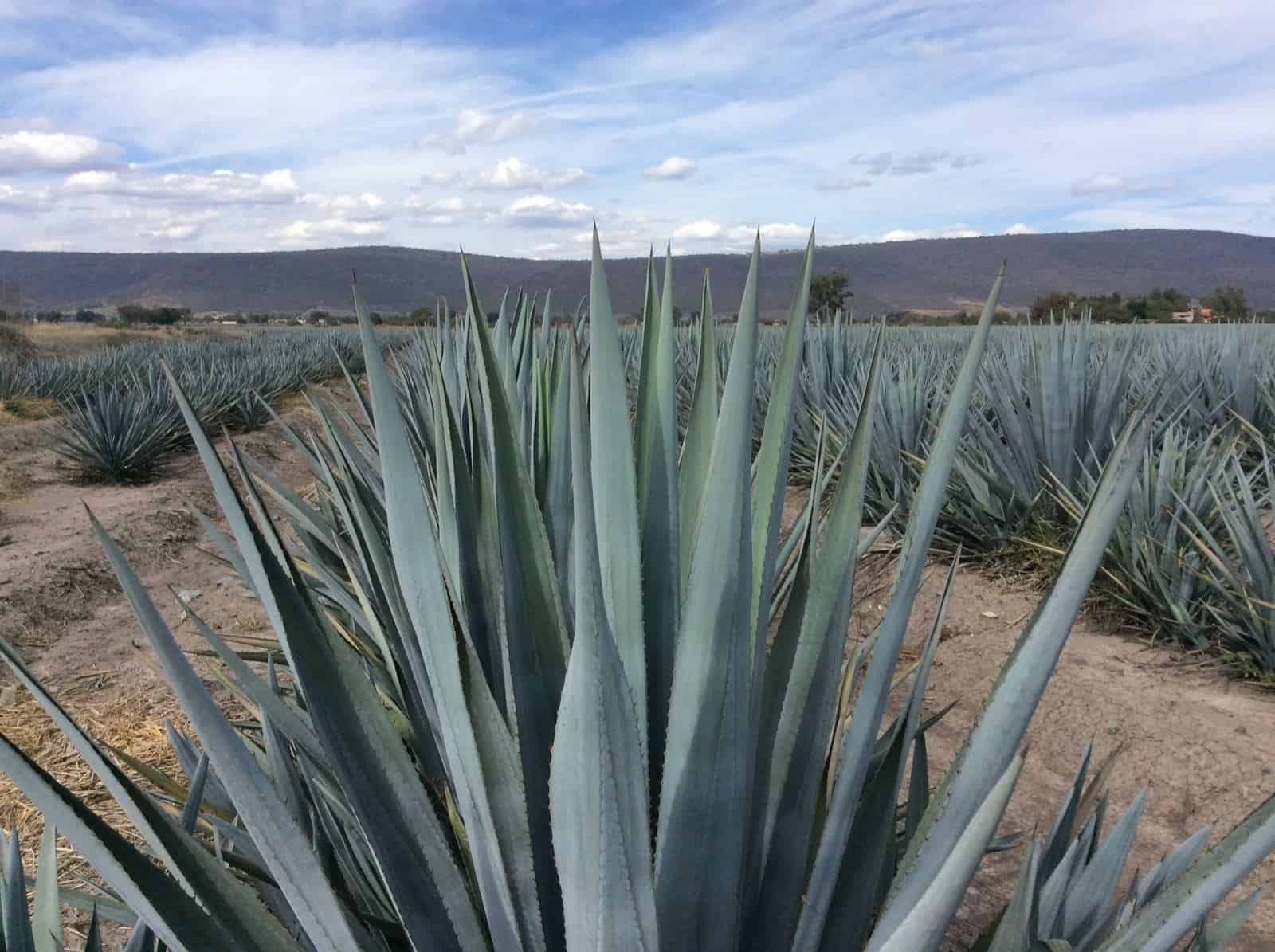 Furor tequilero pone contra la pared a productores de agave mexicanos