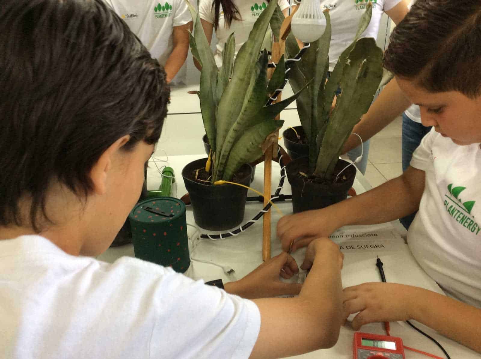Transformar la energía de las plantas en electricidad: un proyecto de estudiantes en Guadalajara