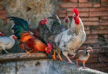 Las peleas de gallos, todavía en auge en remotos pueblos de India