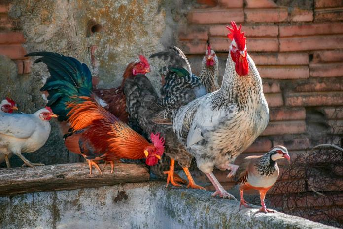 Las peleas de gallos, todavía en auge en remotos pueblos de India Las peleas de gallos, todavía en auge en remotos pueblos de India