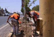 Autoridades locales plantan 80 árboles en la avenida 20 de Noviembre en Ocotlán; acusan a Gobierno de Jalisco de talar árboles sin avisar